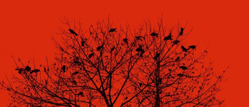 Silhouette of a crow on a tree. Ravens flock silhouette flying and sitting on trees. Red toned image
