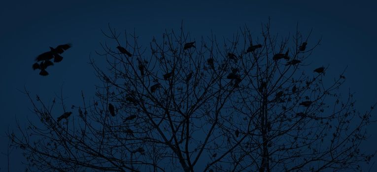 Silhouette of a crow on a tree. Ravens flock silhouette flying and sitting on trees. Image in the dark blue tone
