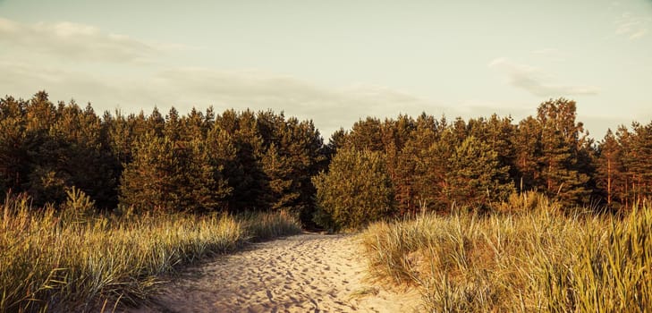 Pine trees in the forest. Classical Baltic beach landscape. Wild nature