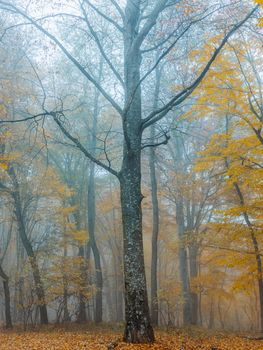 yellow leaves autumn forest nature fresh air tall trees. High quality photo