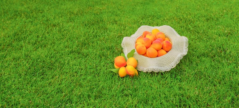 Clean eating healthy fruit summer dessert apricot orchard. Banner freshly harvested apricots fruit on green grass background. Bunch of ripe organic apricots banner. Local produce harvest fruit concept
