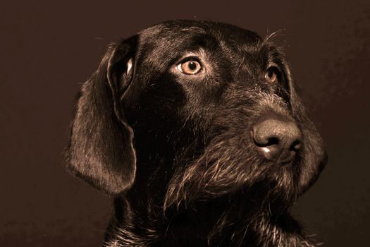 Portrait of a dog is a German hunting breed, German wire hair. High quality photo