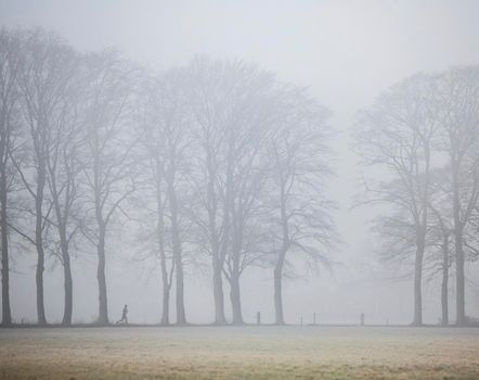 person jogging between oak trees in morning fog near Doorn on Utrechtse Heuvelrug in the netherlands