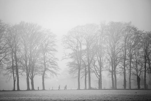 two people jogging between oak trees in morning fog near Utrecht in forest on Utrechtse Heuvelrug