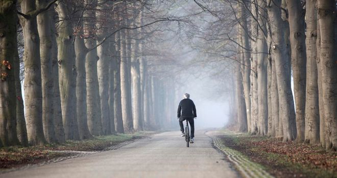 cyclist and beech tree trunks in morning sunlight on foggy day in dutch landscape near utrecht in the netherlands