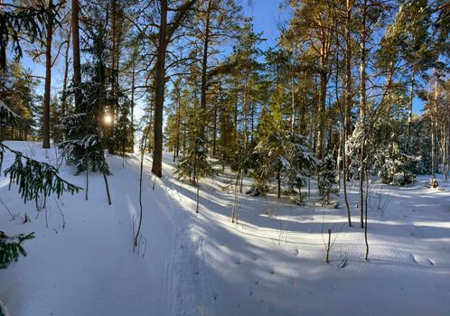 Panoramic view of winter wild park, long shadow of trunks of pine trees at frosty sunny weather, Green branches of trees. High quality photo