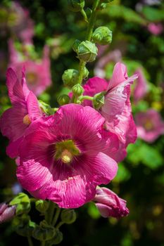 Detail of some pink flowers on a sunny day