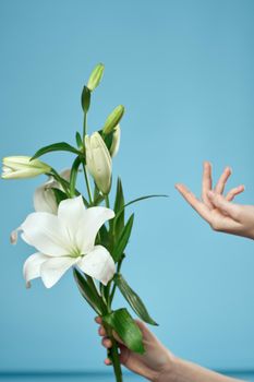 bouquet of white flowers on blue background and female hand cropped view. High quality photo