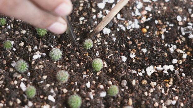 Closeup female hands planting cactus in soil. Woman cultivation plant growth cactus at small business gardening, Forestry environments concept