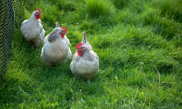 Rooster and Chickens. Free Range Cock and Hens.