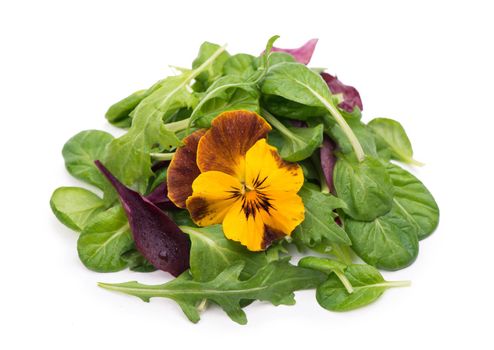 mix salad with arugula spinach salad red on a white background