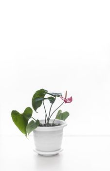 On the table is a beautiful indoor Anthurium flower with bright red flowers. Front view on the background of a white wall, copy space.