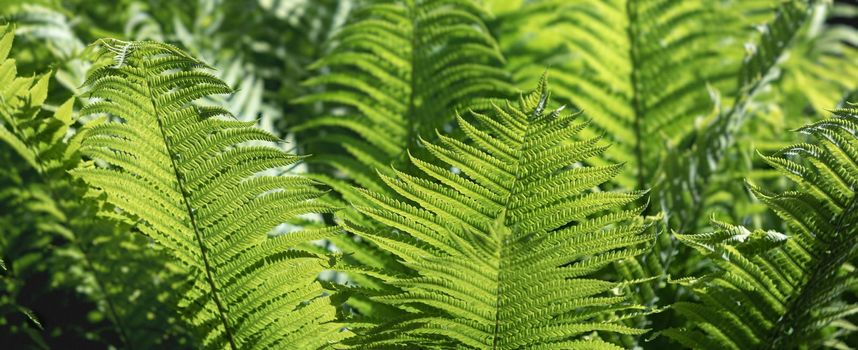 Natural floral fern background in sunlight. Perfect natural fern pattern.  Green ferns in garden. Natural texture.