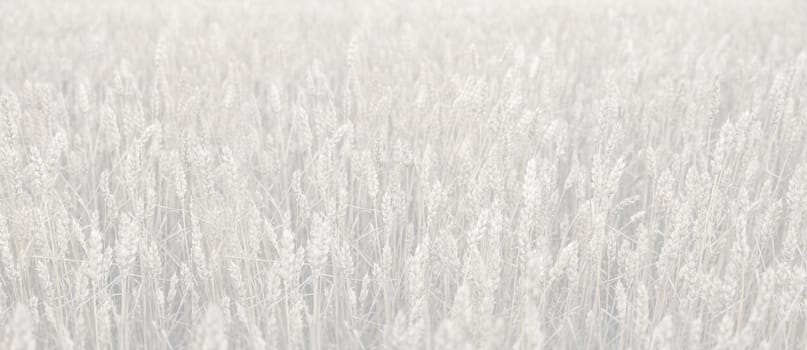 Wheat field ears. Shallow depth nature background in light gray tonality