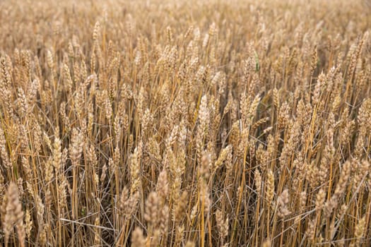 Wheat field ears. Shallow depth nature background