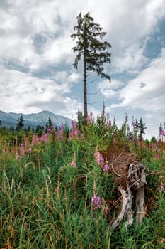 Mountains in National Park High Tatra. Slovakia, Europe