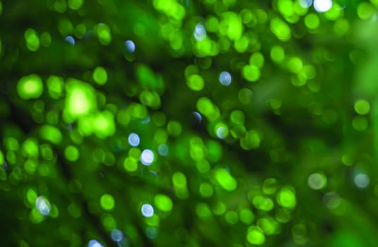 Nature abstract background. Defocused bokeh background. Natural blurred background with trees, leaves and glare of sunlight