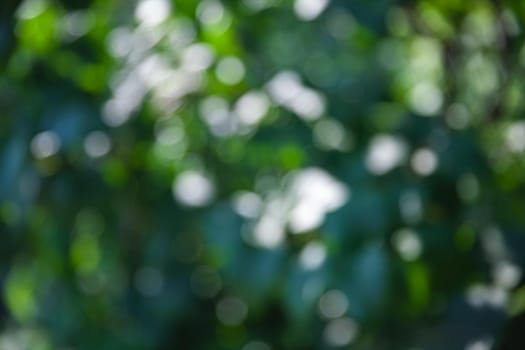 Nature abstract background. Defocused bokeh background. Natural blurred background with trees, leaves and glare of sunlight