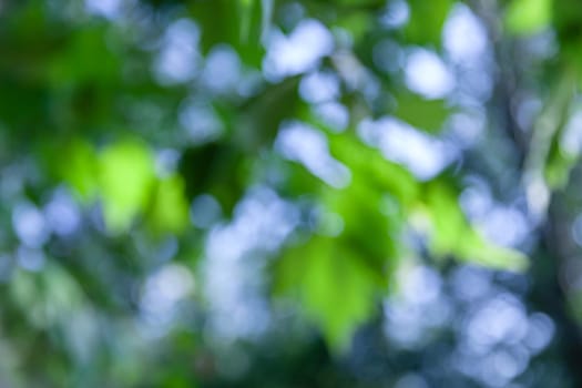 Nature abstract background. Defocused bokeh background. Natural blurred background with trees, leaves and glare of sunlight