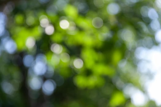 Nature abstract background. Defocused bokeh background. Natural blurred background with trees, leaves and glare of sunlight