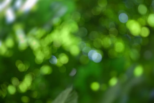 Nature abstract background. Defocused bokeh background. Natural blurred background with trees, leaves and glare of sunlight