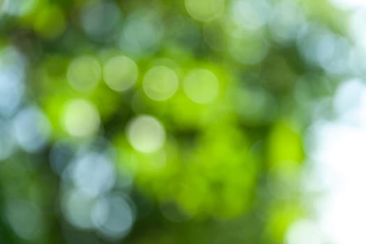 Nature abstract background. Defocused bokeh background. Natural blurred background with trees, leaves and glare of sunlight