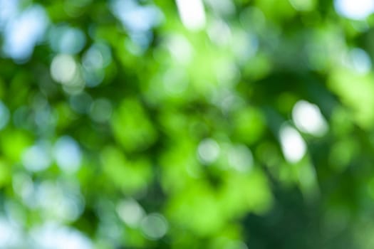 Nature abstract background. Defocused bokeh background. Natural blurred background with trees, leaves and glare of sunlight