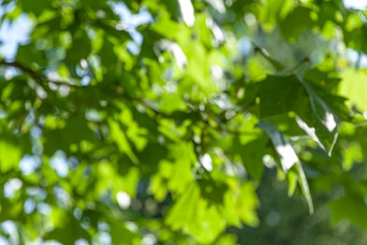Nature abstract background. Defocused bokeh background. Natural blurred background with trees, leaves and glare of sunlight