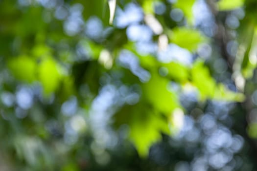 Nature abstract background. Defocused bokeh background. Natural blurred background with trees, leaves and glare of sunlight