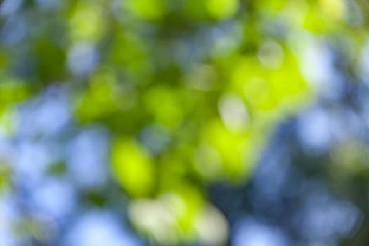 Nature abstract background. Defocused bokeh background. Natural blurred background with trees, leaves and glare of sunlight