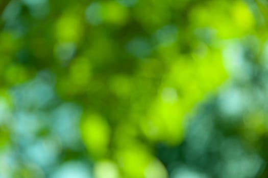Nature abstract background. Defocused bokeh background. Natural blurred background with trees, leaves and glare of sunlight
