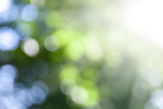 Nature abstract background. Defocused bokeh background. Natural blurred background with trees, leaves and glare of sunlight