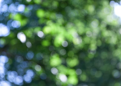 Nature abstract background. Defocused bokeh background. Natural blurred background with trees, leaves and glare of sunlight