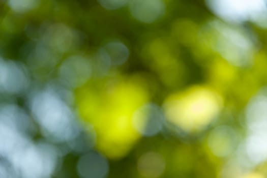 Nature abstract background. Defocused bokeh background. Natural blurred background with trees, leaves and glare of sunlight