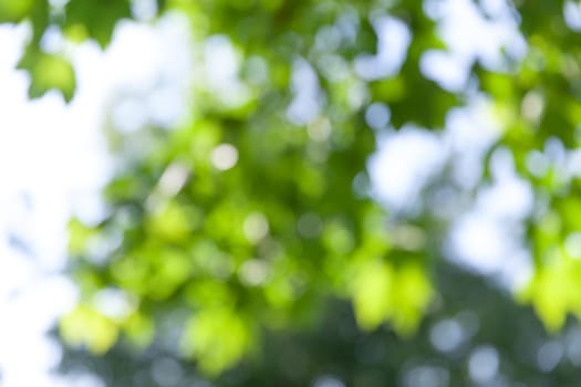 Nature abstract background. Defocused bokeh background. Natural blurred background with trees, leaves and glare of sunlight