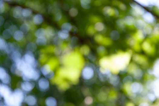 Nature abstract background. Defocused bokeh background. Natural blurred background with trees, leaves and glare of sunlight