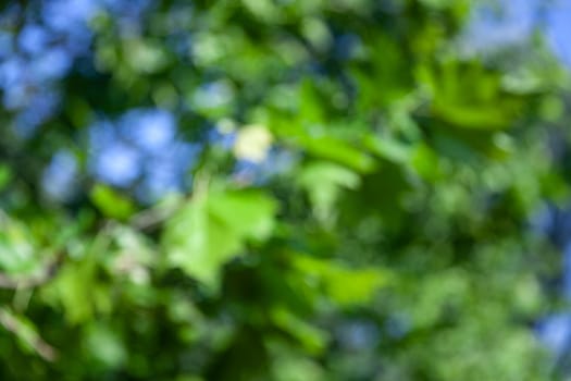 Nature abstract background. Defocused bokeh background. Natural blurred background with trees, leaves and glare of sunlight