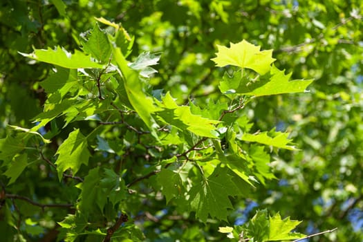 Nature abstract background. Defocused bokeh background. Natural blurred background with trees, leaves and glare of sunlight