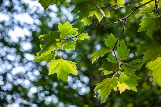 Nature abstract background. Defocused bokeh background. Natural blurred background with trees, leaves and glare of sunlight
