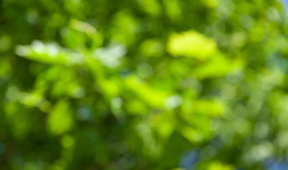 Nature abstract background. Defocused bokeh background. Natural blurred background with trees, leaves and glare of sunlight
