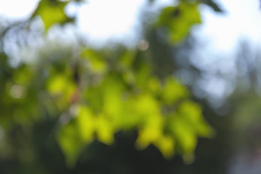 Nature abstract background. Defocused bokeh background. Natural blurred background with trees, leaves and glare of sunlight