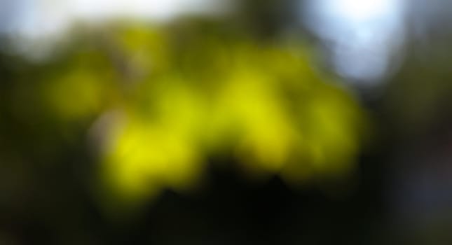 Nature abstract background. Defocused bokeh background. Natural blurred background with trees, leaves and glare of sunlight