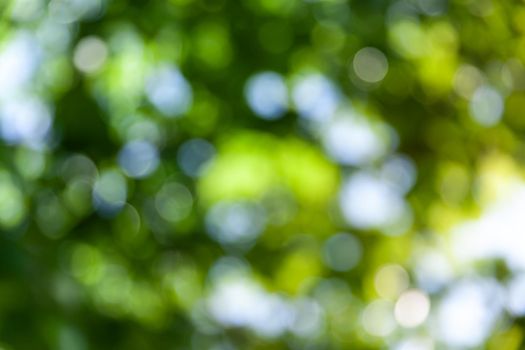 Nature abstract background. Defocused bokeh background. Natural blurred background with trees, leaves and glare of sunlight