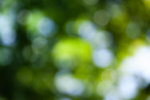 Nature abstract background. Defocused bokeh background. Natural blurred background with trees, leaves and glare of sunlight