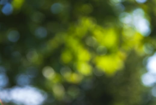 Nature abstract background. Defocused bokeh background. Natural blurred background with trees, leaves and glare of sunlight