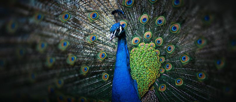 Portrait of beautiful peacock with feathers out. Male peacock with expanded feathers