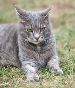 close image of an ash gray kitten playing outdoors