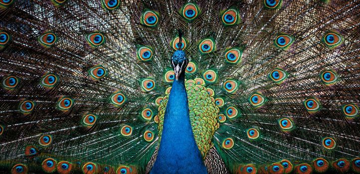 Portrait of beautiful peacock with feathers out. Male peacock with expanded feathers