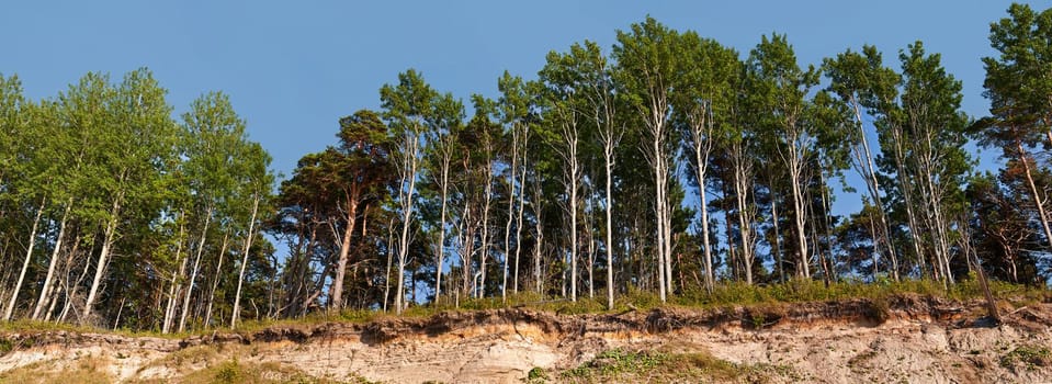 Panorama of the forest on the edge of the breakage