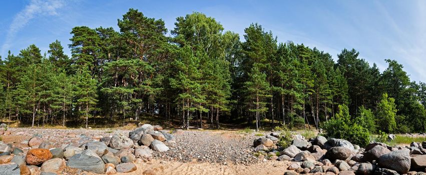 Pine trees in the forest. Classical Baltic beach landscape. Wild nature